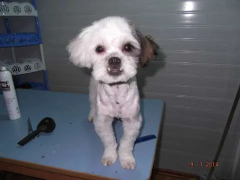 frizerie canina Aniela - Imaginea 1