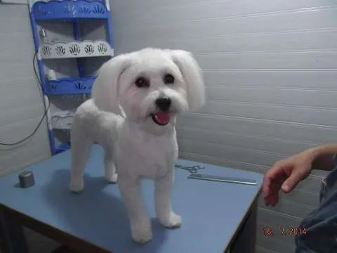 frizerie canina Aniela - Imaginea 2