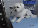 frizerie canina Aniela - Miniatura 3