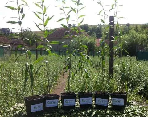 Producatori autorizati de plante Goji, soiul Lycium Barbarum Ningxia - Imaginea 2