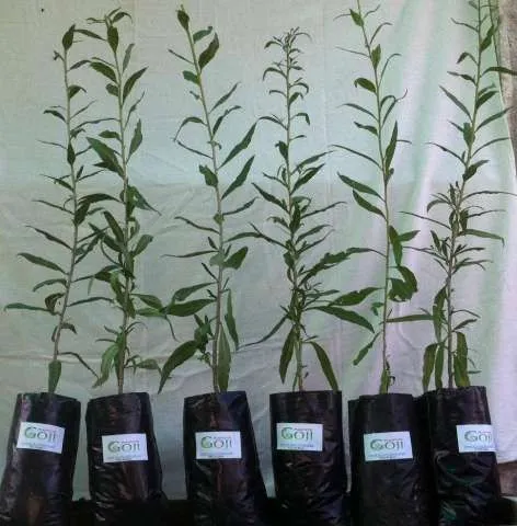 Producatori autorizati de plante Goji, soiul Lycium Barbarum Ningxia - Imaginea 3