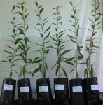 Producatori autorizati de plante Goji, soiul Lycium Barbarum Ningxia - Miniatura 3