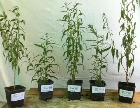 Producatori autorizati de plante Goji, soiul Lycium Barbarum Ningxia - Imaginea 4