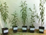 Producatori autorizati de plante Goji, soiul Lycium Barbarum Ningxia - Miniatura 4