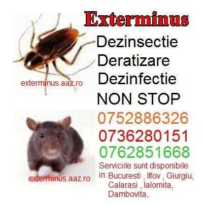 Firma Deratizare non stop - Imaginea 2