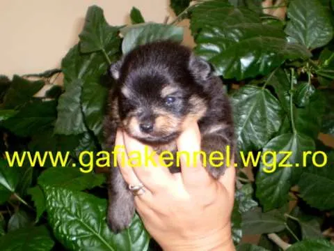 Pomeranian cu pedigree - Imaginea 1