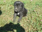 catei cane corso - Miniatura 1