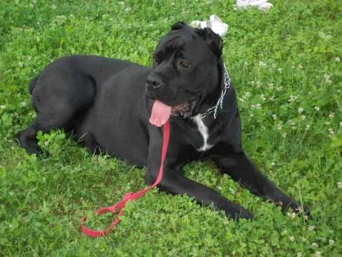 catei cane corso - Imaginea 2