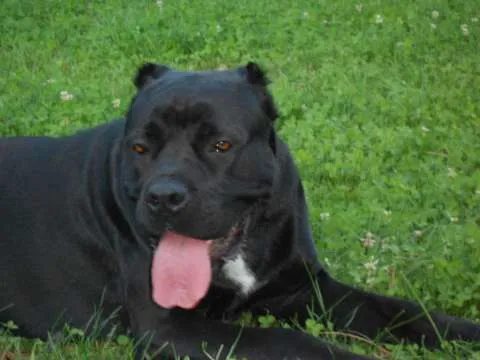 catei cane corso - Imaginea 3