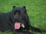 catei cane corso - Miniatura 3