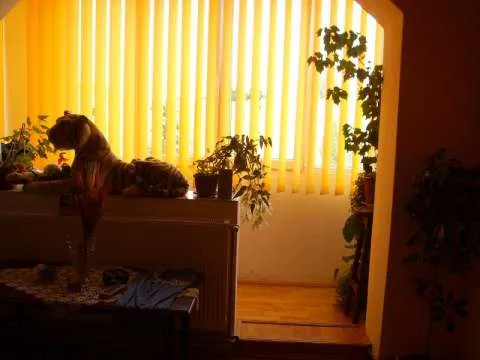 Apartament renovat 2 camere Targu Secuiesc - Imaginea 11