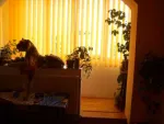 Apartament renovat 2 camere Targu Secuiesc - Miniatura 11