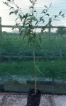 Plante Goji Bio, certificate. - Miniatura 2