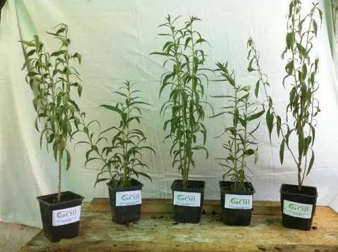 Plante Goji Bio, certificate. - Imaginea 4