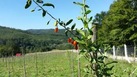 Plante Goji Bio, certificate. - Imaginea 5