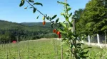 Plante Goji Bio, certificate. - Miniatura 5