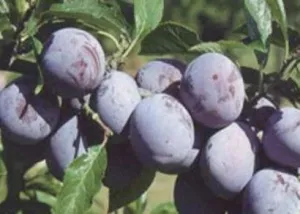 Pomi fructiferi