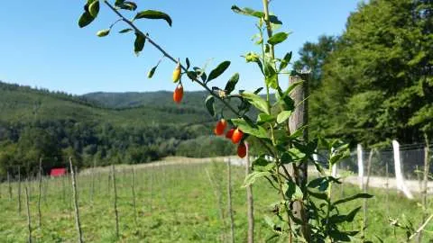 Plante Goji Bio, certificate. - Imaginea 1