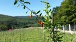 Plante Goji Bio, certificate. - Miniatura 1