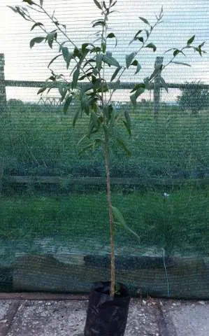 Plante Goji Bio, certificate. - Imaginea 3