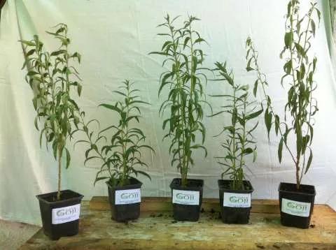 Plante Goji Bio, certificate. - Imaginea 5