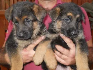 Vand catel,mascul Ciobanesc German cu pedigree