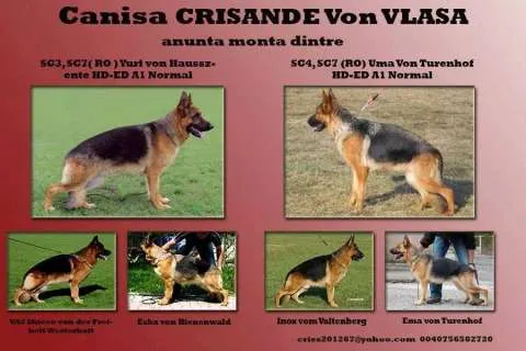 Vand catel,mascul Ciobanesc German cu pedigree - Imaginea 2