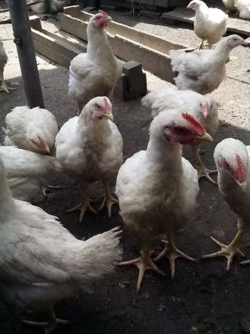 Vindem purcei si porci vietnamezi, pasari de tara - Imaginea 1