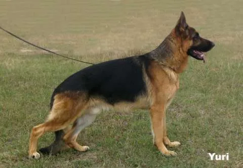 Vand catel,mascul Ciobanesc German cu pedigree - Imaginea 3