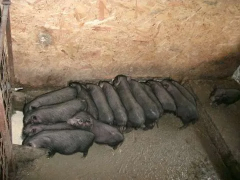 Vindem purcei si porci vietnamezi, pasari de tara - Imaginea 2