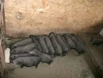 Vindem purcei si porci vietnamezi, pasari de tara - Miniatura 2
