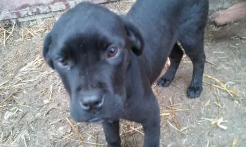 Vand catei cane corso - Imaginea 1