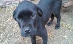 Vand catei cane corso - Miniatura 1