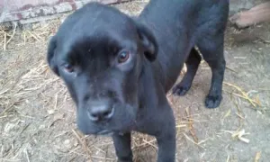 Vand catei cane corso