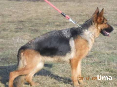Vand catel,mascul Ciobanesc German cu pedigree - Imaginea 4