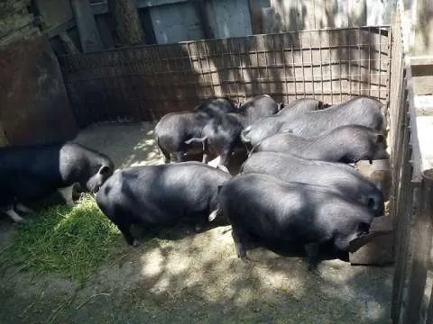 Vindem purcei si porci vietnamezi, pasari de tara - Imaginea 3
