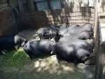 Vindem purcei si porci vietnamezi, pasari de tara - Miniatura 3