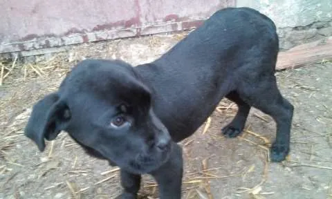 Vand catei cane corso - Imaginea 2