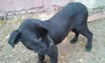 Vand catei cane corso - Miniatura 2