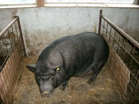 Vindem purcei si porci vietnamezi, pasari de tara - Imaginea 4