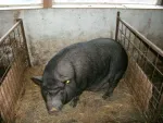 Vindem purcei si porci vietnamezi, pasari de tara - Miniatura 4