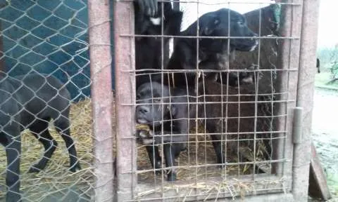 Vand catei cane corso - Imaginea 3