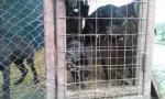 Vand catei cane corso - Miniatura 3