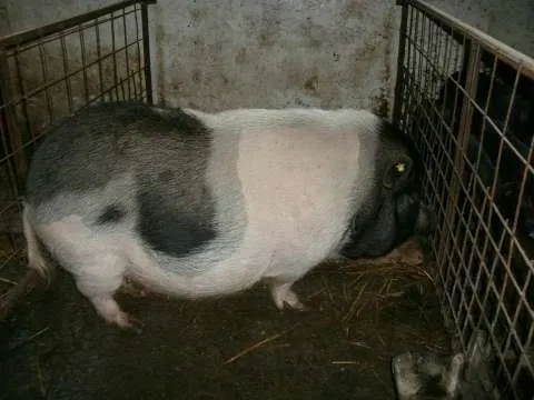 Vindem purcei si porci vietnamezi, pasari de tara - Imaginea 5