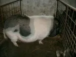 Vindem purcei si porci vietnamezi, pasari de tara - Miniatura 5