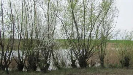Vand teren cu deschidere la lac in comuna Luica - Imaginea 1