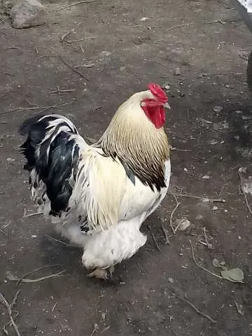 Vindem purcei si porci vietnamezi, pasari de tara - Imaginea 7