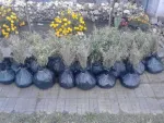 Plantatie Goji, certificata Bio - Miniatura 2