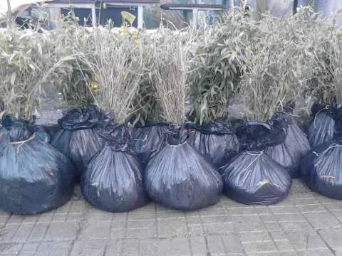 Plantatie Goji, certificata Bio - Imaginea 3