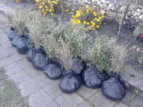 Plantatie Goji, certificata Bio - Imaginea 4